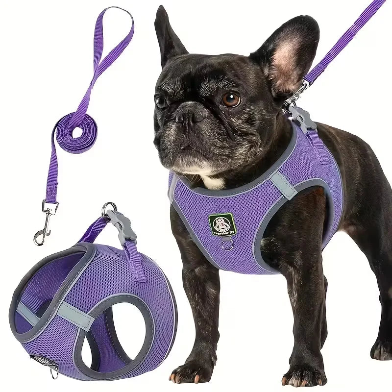Purple dog walking harness and leash set with matching leash strap and clips