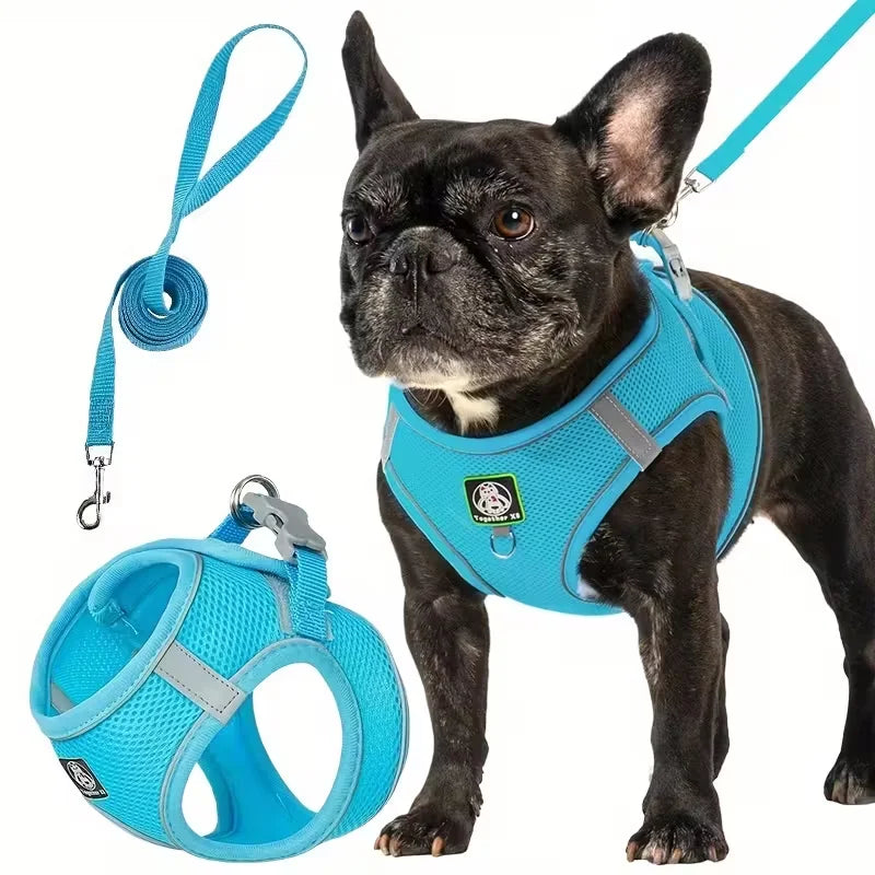 Blue dog walking harness and leash set with matching leash strap and clips