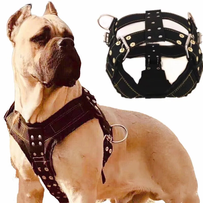Black dog harness vest with metal rings and buckles on a large dog.
