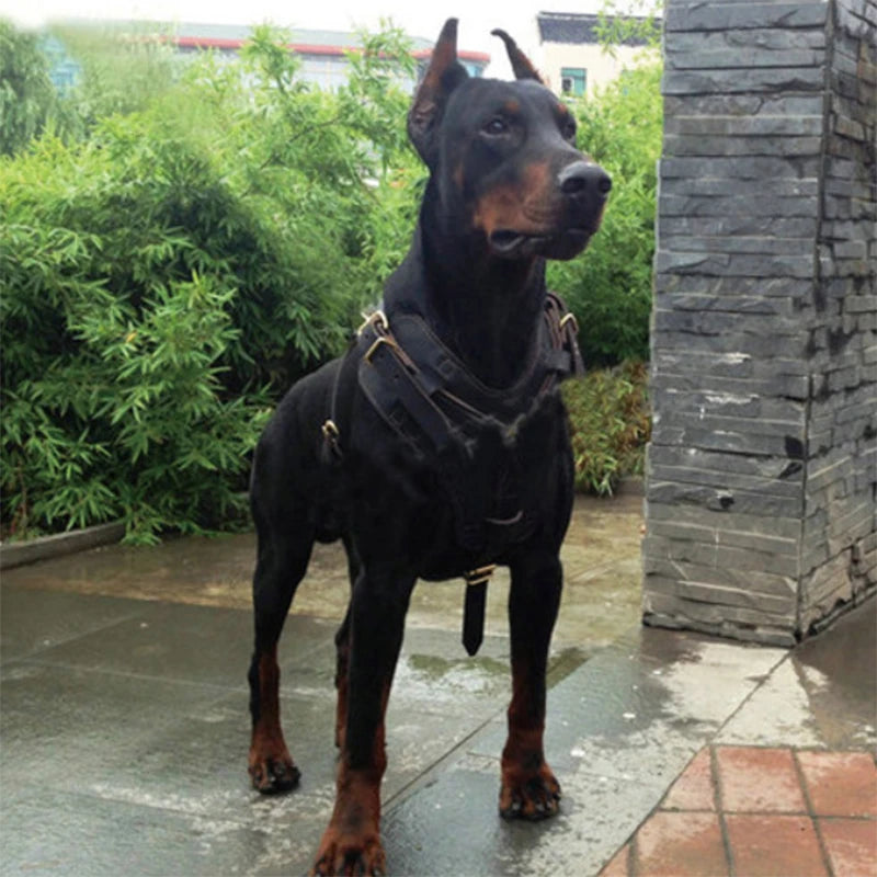 Black dog wearing a leather harness vest with adjustable straps and gold-tone buckles