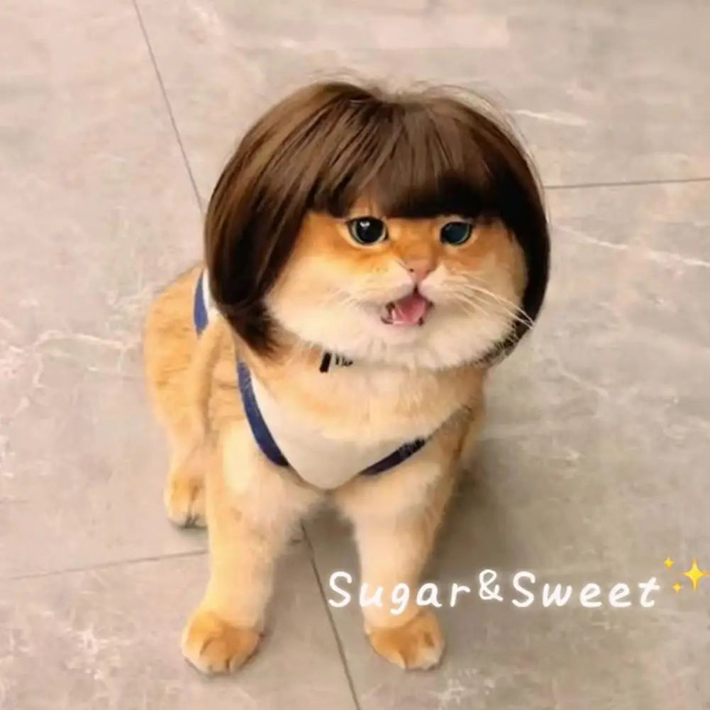 Pet wig headdress with brown bob and bangs, worn by a cat with a blue collar