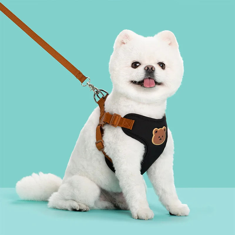 Dog harness and leash set on small white puppy, black chest vest with bear patch