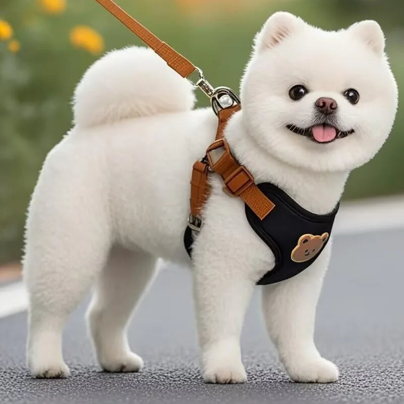 Black dog harness vest with teddy patch and brown leash on small white dog