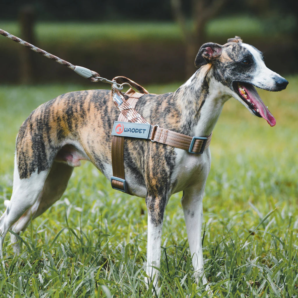 Dog wearing brown safety chest harness with gray buckles and reflective trim