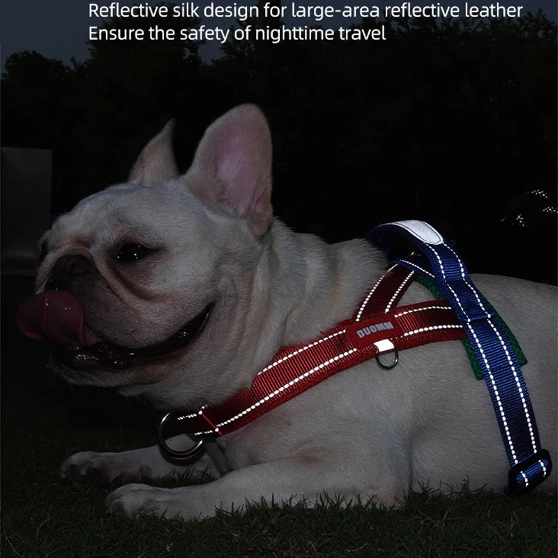 Dog wearing reflective saddle-type chest harness with blue and red straps