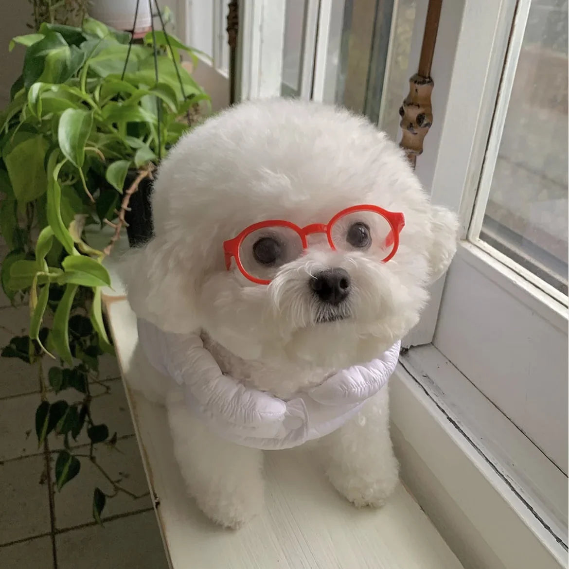 Pet sunglasses for pets, red heart frames on a white fluffy dog