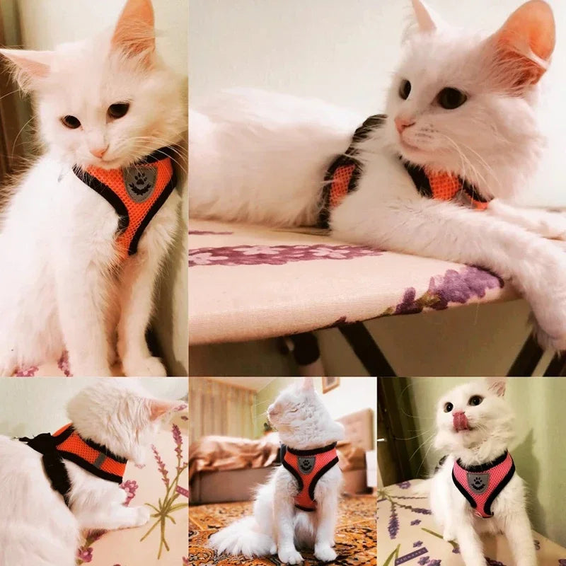 Orange and black mesh cat harness with matching leash on a white cat
