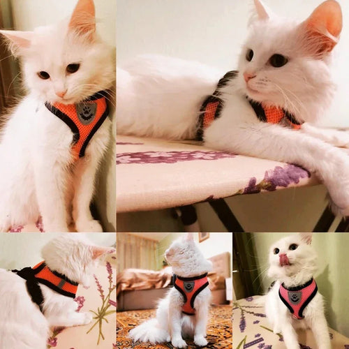 Breathable mesh cat harness set with orange mesh harness and matching leash on a cat