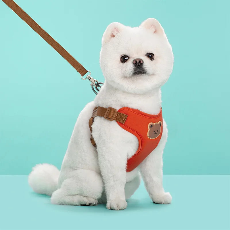 Dog harness and leash set on small white puppy, red chest vest with bear patch