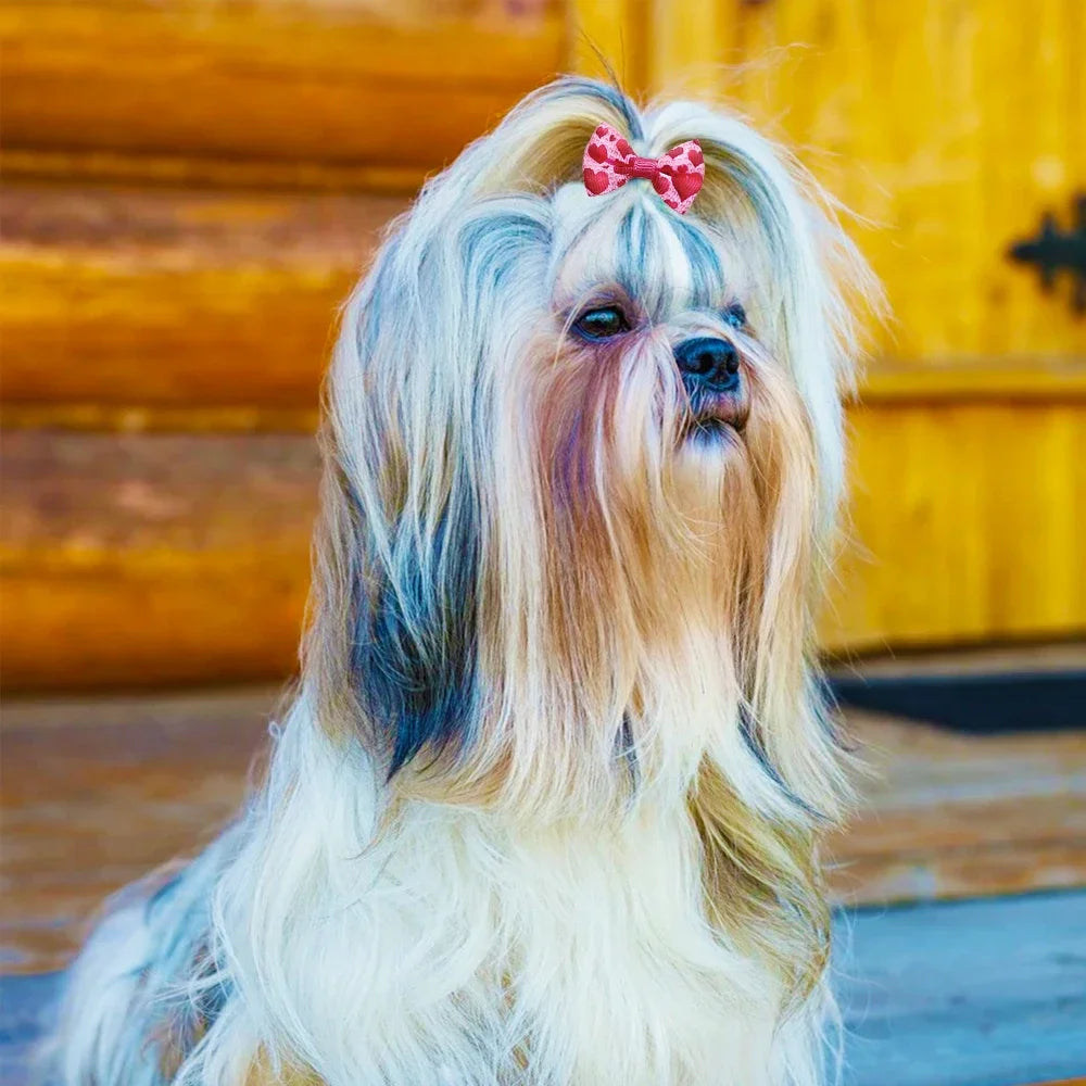 Blue and pink bow on dog fur with attached elastic band