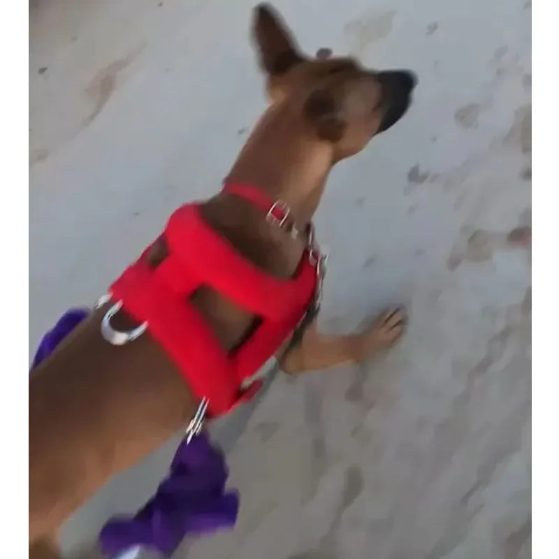 Metal Buckle Weight Pulling Training Dog Harness | PawJoyKwT