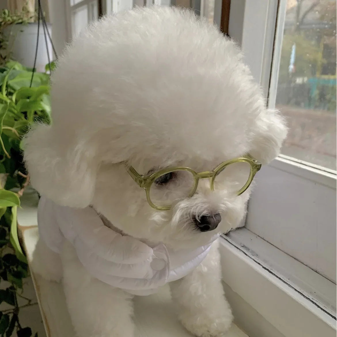 Pet sunglasses for pets, olive glasses on a white fluffy dog by a window