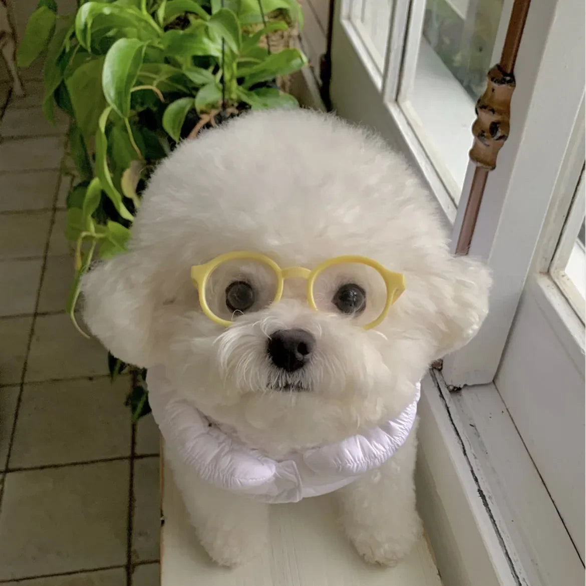 Pet novelty sunglasses with yellow frames on a white dog