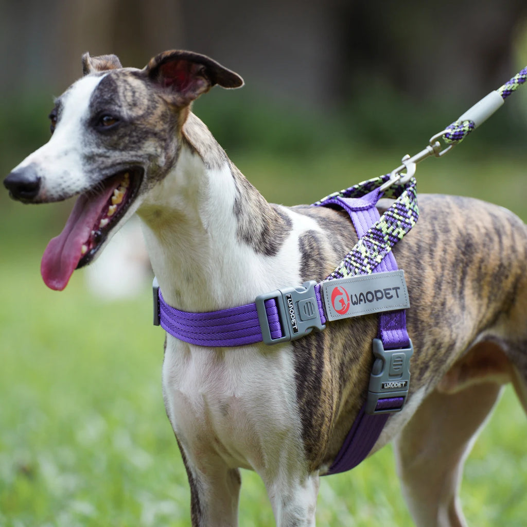 No-Pull Flat Rope Nylon Dog Harness Large Heavy | PawJoyKwT