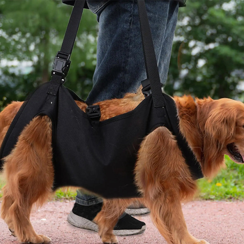 Black lift dog harness rehabilitation vest with adjustable shoulder straps on a small dog