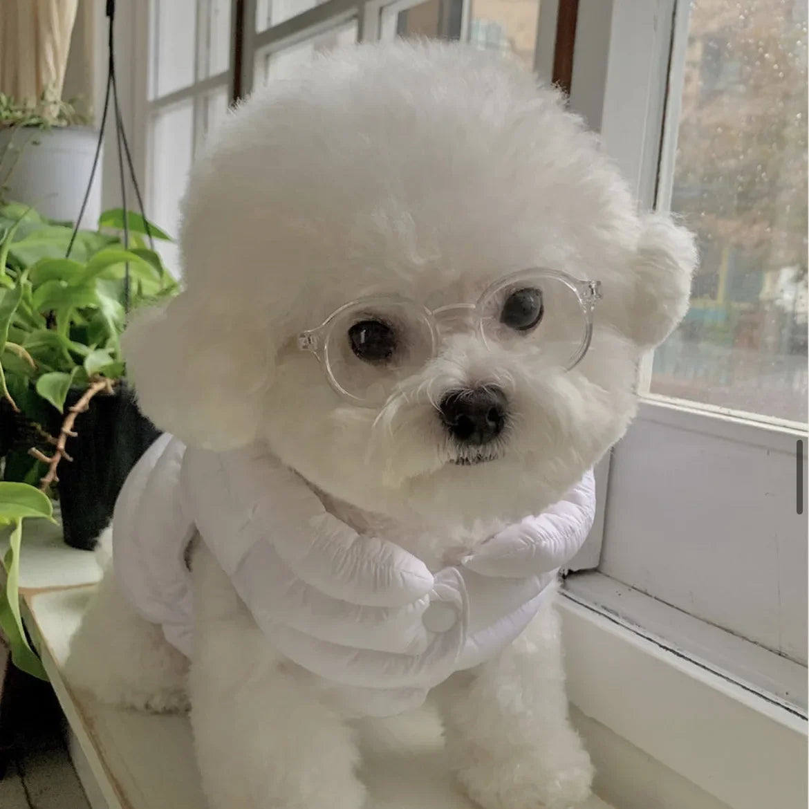 Pet novelty sunglasses with clear frames on a white dog