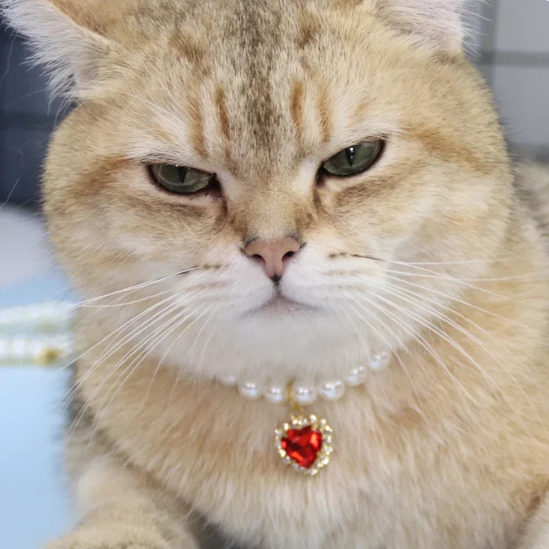 Pet white pearl necklace collar with red heart pendant charm on fur close-up.