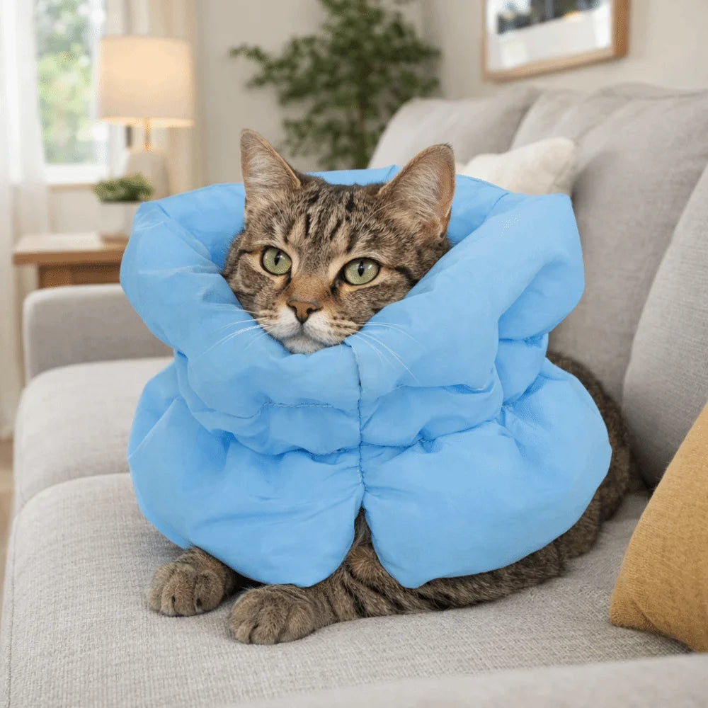 Cat wearing a blue waterproof anti-lick recovery collar with padded ruffled wrap