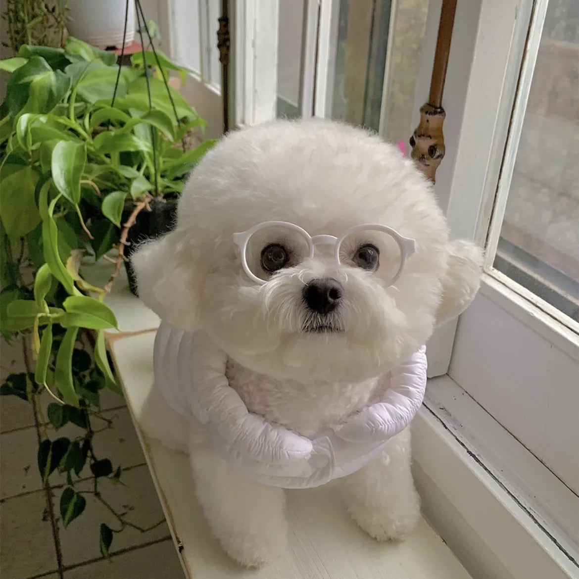 Pet novelty sunglasses with clear frames on a white dog