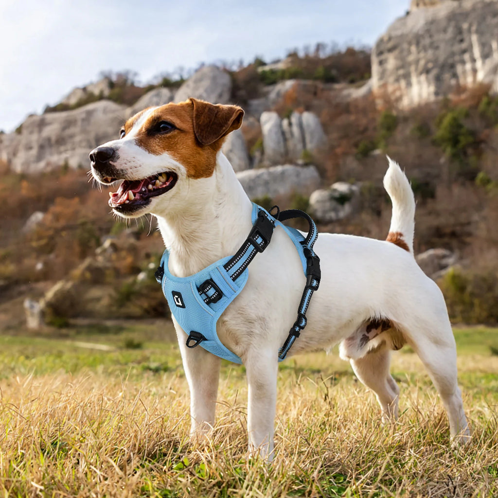 Dog Harness Leash Set Outdoor Sport Running Jogging Hiking Reflective No Pull