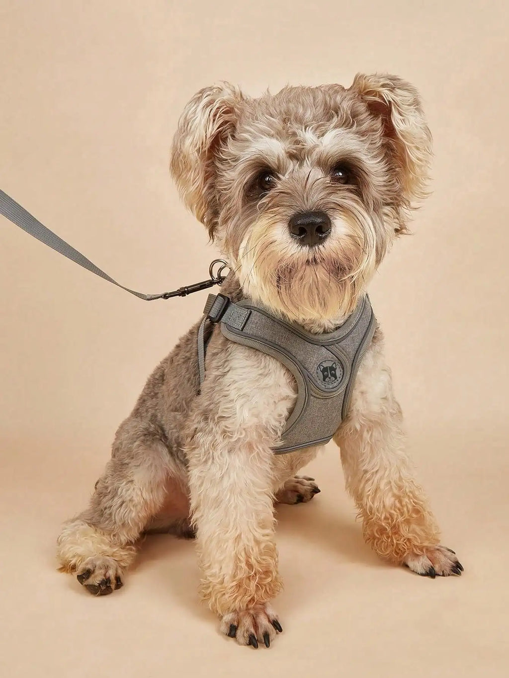 No-Pull Step-In Dog Harness Leash Set Walking | PawJoyKwT