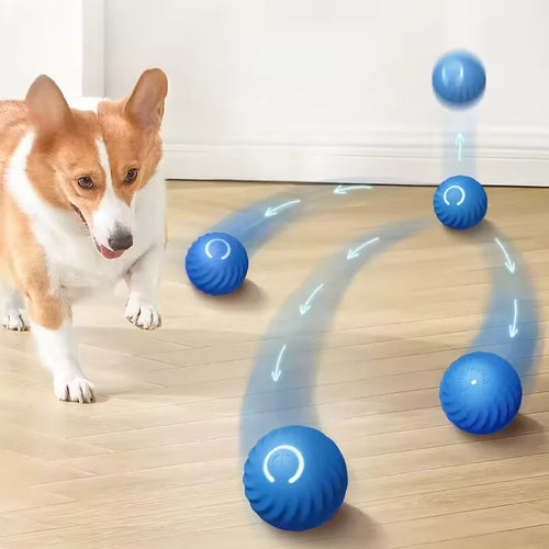 Automatic rotating cat toy ball, blue ridged balls on floor near a resting dog.