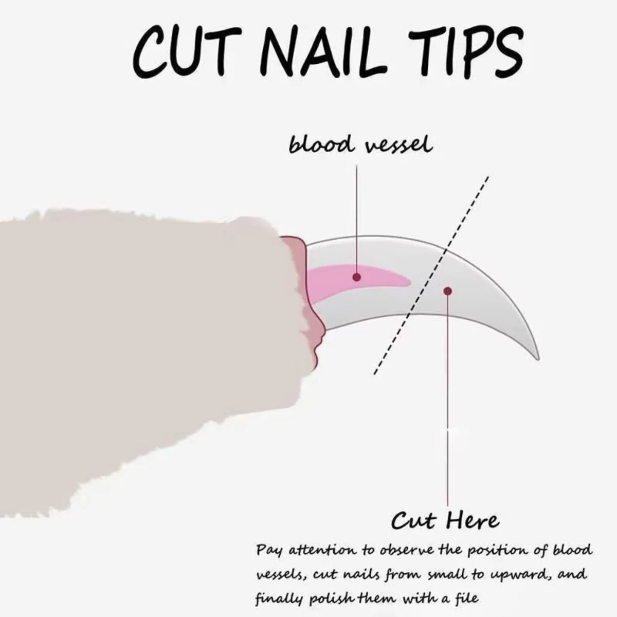 Pet nail clipper guide diagram showing cut line and blood vessel