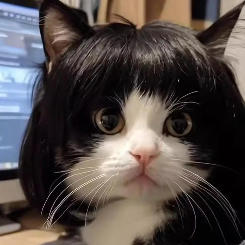 Pet wig headdress with glossy black bob and bangs, worn by a cat