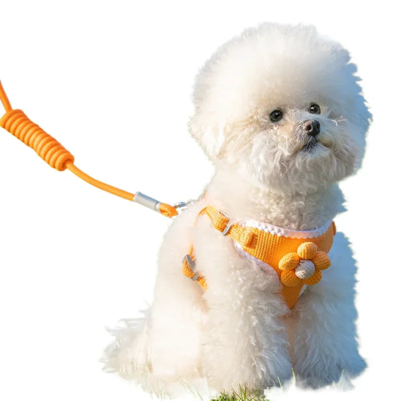 Adjustable dog harness and leash set on small white dog, orange strap with paw charm