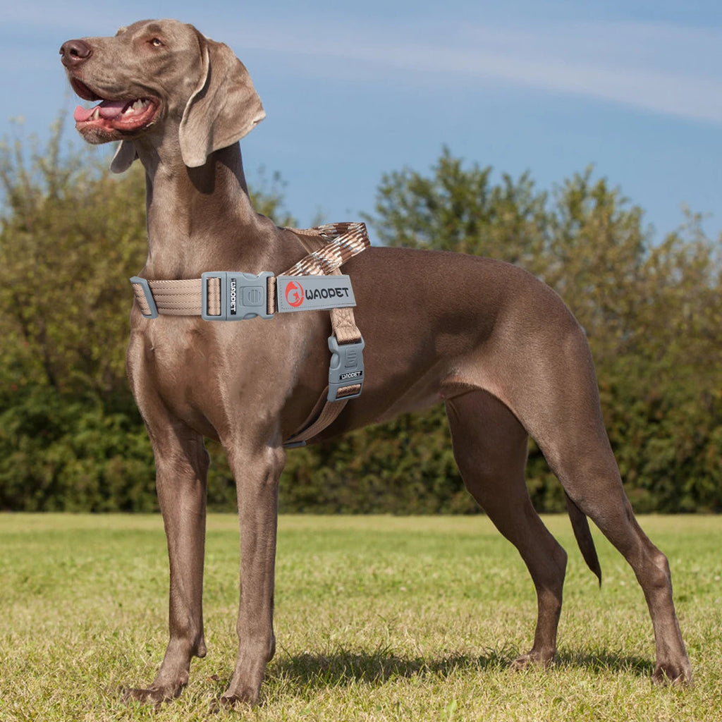 Dog wearing brown WAOPET chest harness with front chest straps and buckles