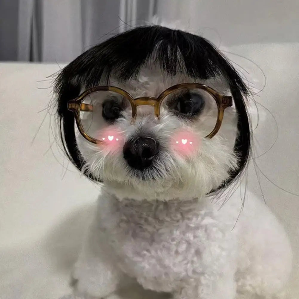 Pet wig headdress with black bob and bangs, worn by a small dog
