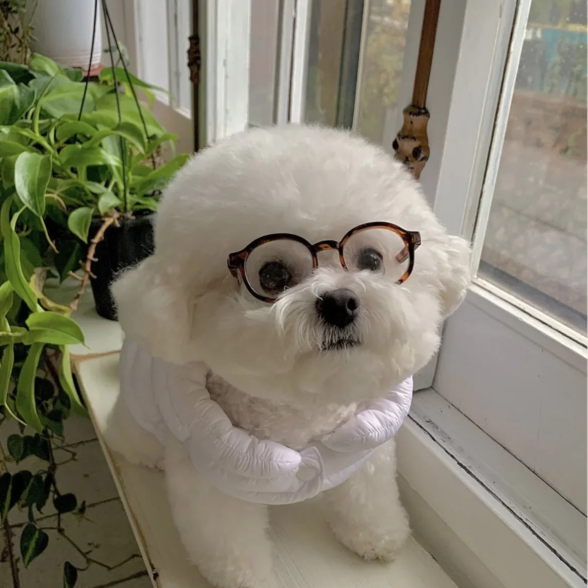 Pet novelty sunglasses with dark frames on a white dog