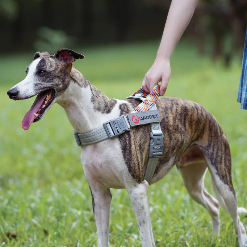 No-Pull Flat Rope Nylon Dog Harness Large Heavy | PawJoyKwT