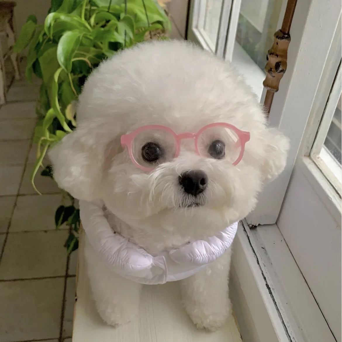 Pet novelty sunglasses with pink frames on a white dog