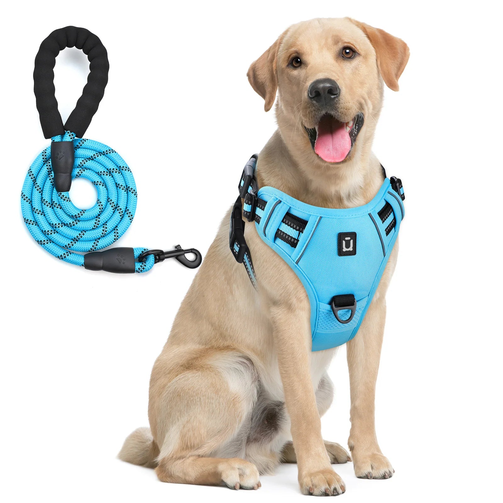 Dog harness and leash set in bright blue with reflective accents, worn on a tan dog