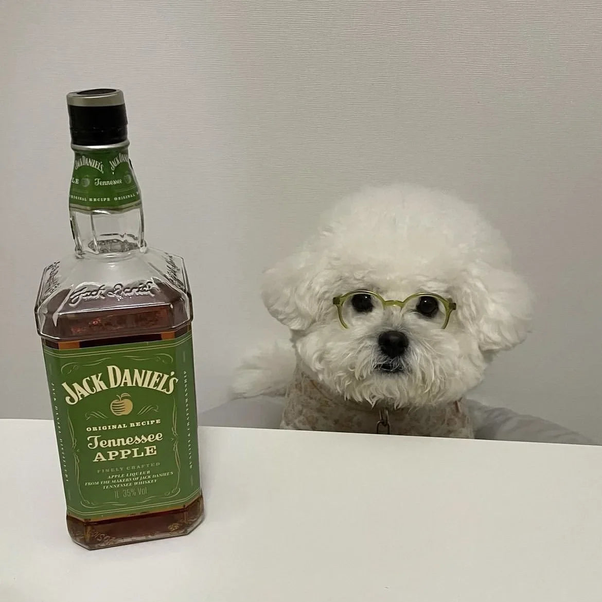 Pet novelty sunglasses; sunglasses not visible on the white dog