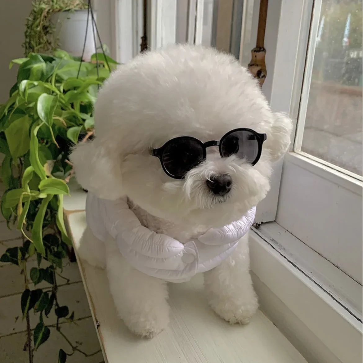 Pet novelty sunglasses with black frames on a white dog