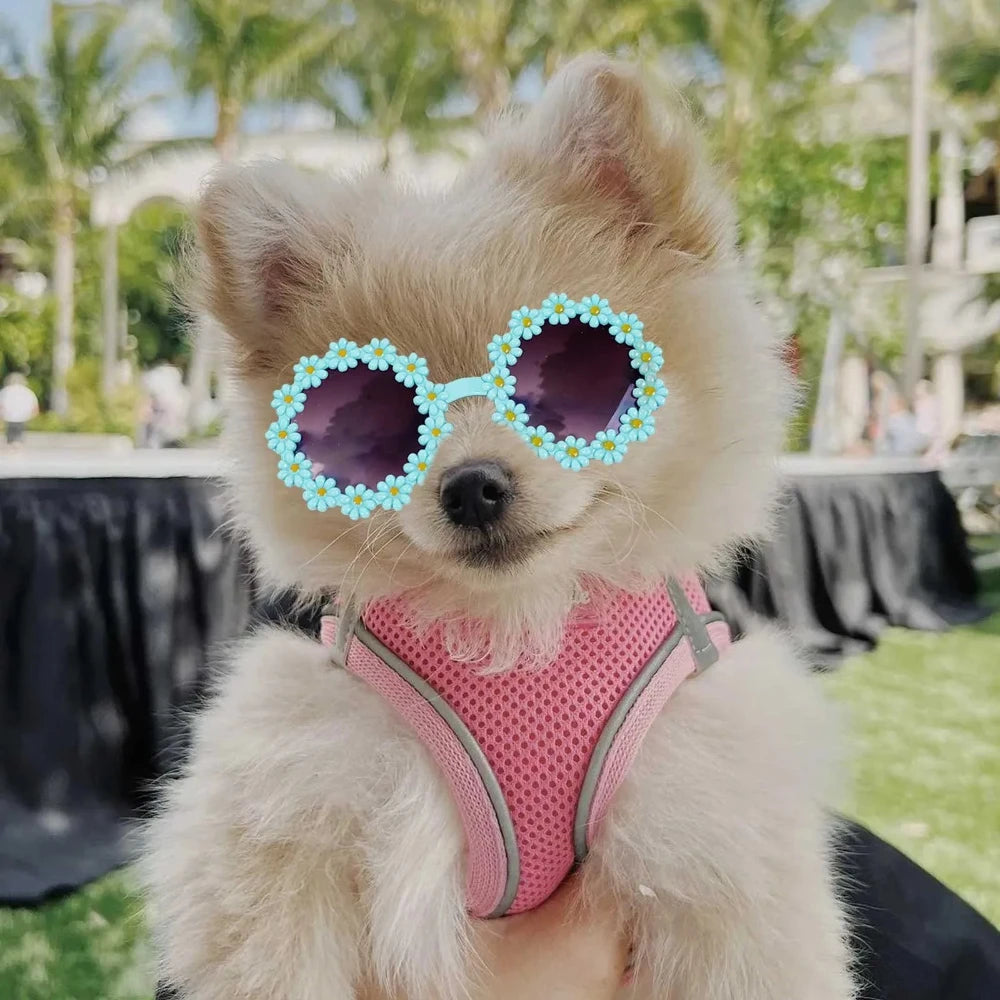 Round flower sunglasses for pets, turquoise frames with light blue daisy embellishments