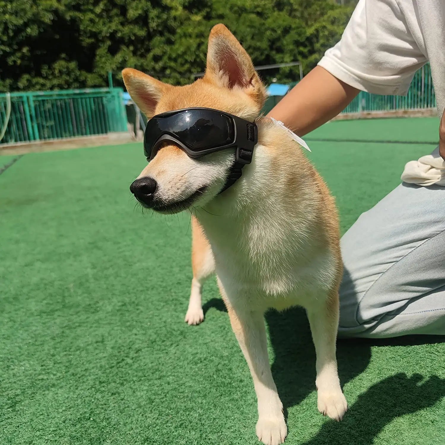 UV Protection Sunglasses for Small & Medium Dogs