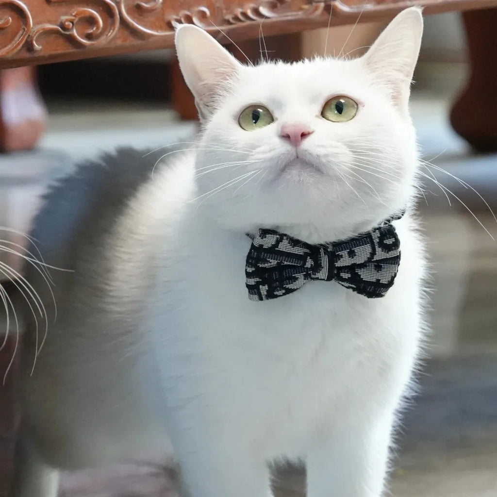 White cat wearing bow-tie collar, navy and cream patterned collar set