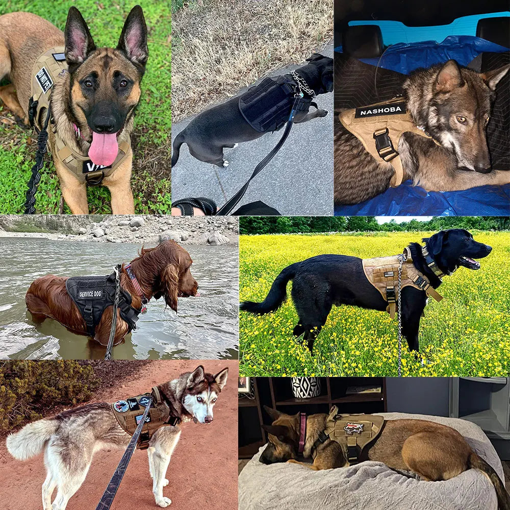 Dogs wearing tactical harnesses during walks and resting, outdoor and indoor scenes