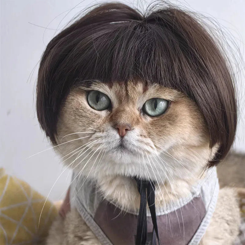 Cat wig headdress with dark brown hair hood and bangs, chin tie string