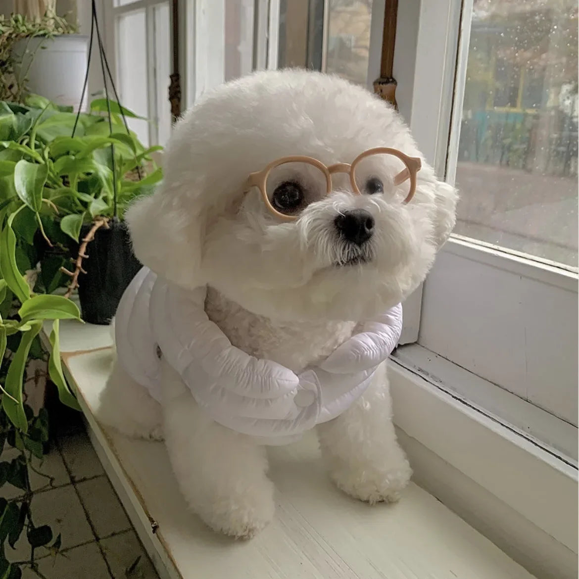Pet sunglasses for pets, tan round frames on a white fluffy dog sitting